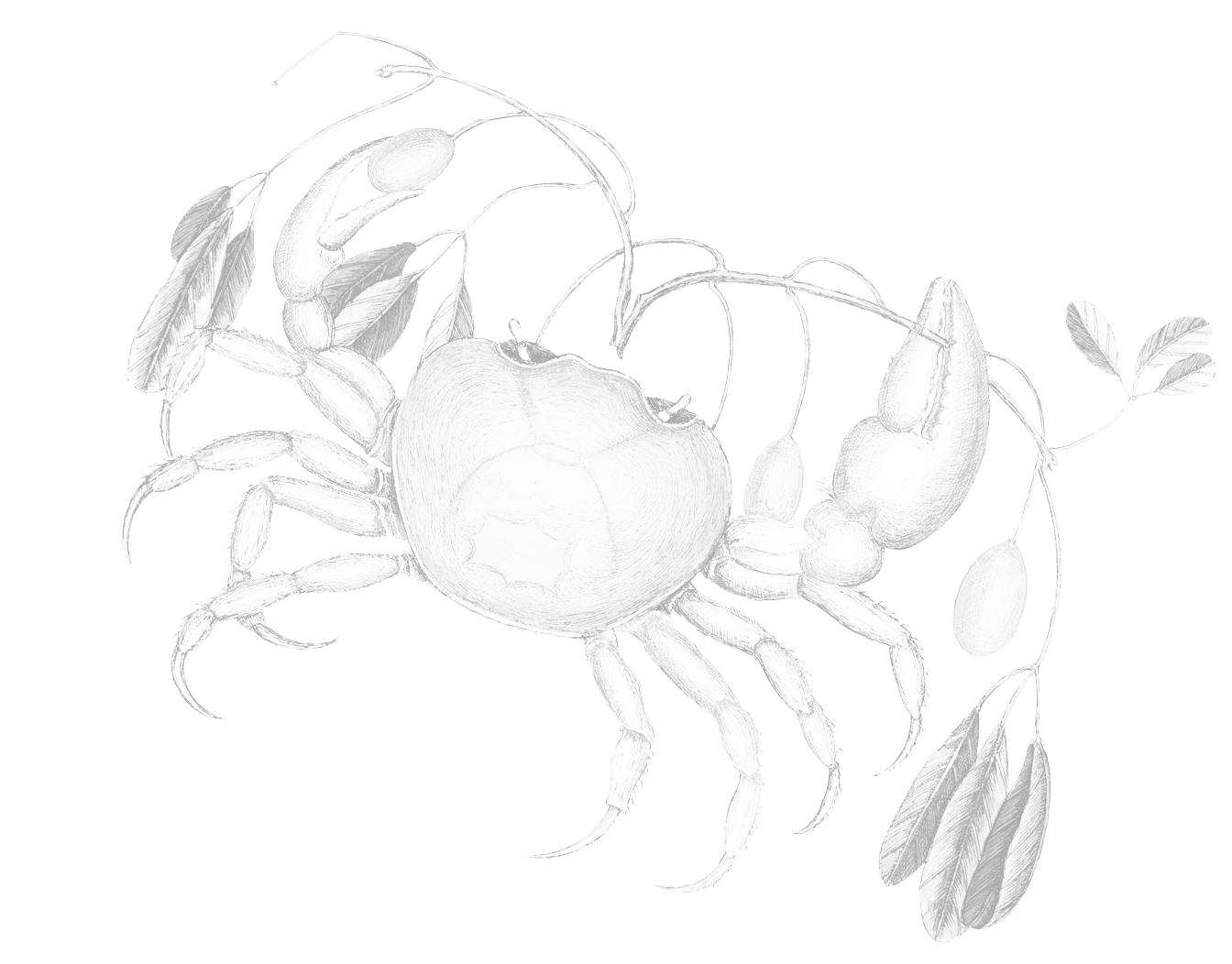 PLACEHOLDER - Illustration of fish